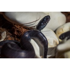 Serpiente Rey Negra de México - lampropeltis getula nigritus
